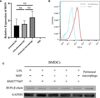 RON Expression Mediates Lipopolysaccharide-Mediated Dendritic Cell Maturation via March-I